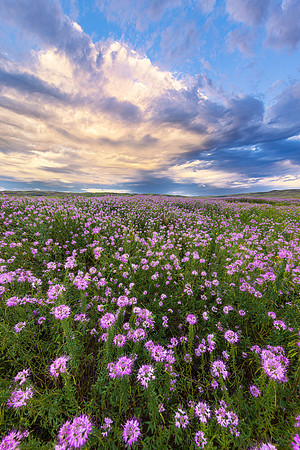 Sandhills and Wildflowers