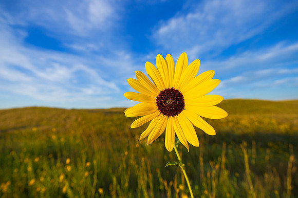 A Sandhills Sunflower