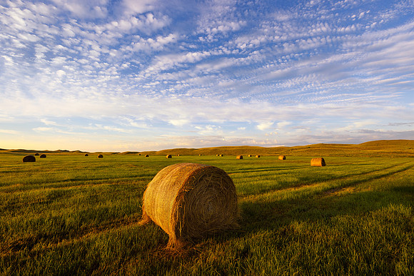 Freshly Baled