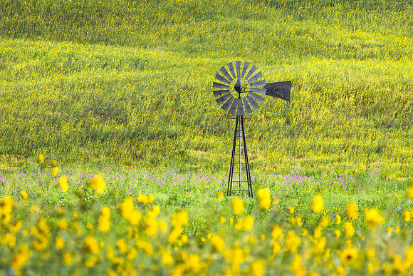 Surrounded by Sunflowers