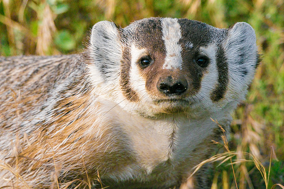 The Elusive Badger