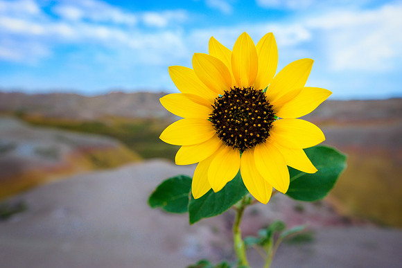 Badlands Sunflower Beauty