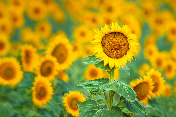 Here Comes the Sunflower