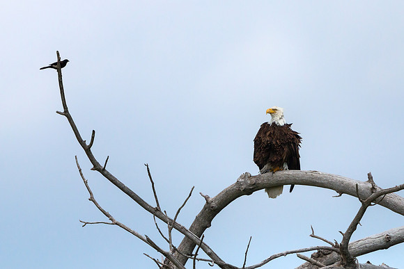 The Bald Eagle and the Crow - Nebraska Photography