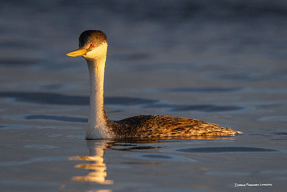 Western Grebe on McConaughy