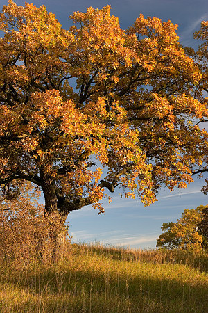 Golden Oak