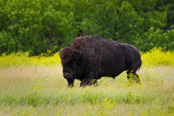 North Dakota Wildlife Photograph - The Long Walk